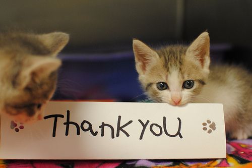 https://drive.pastibisa.app/35_A Message from the Shelter Kitties.jpg